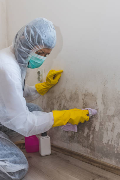 Best Mold Remediation for Vacation Homes  in Mesa, AZ